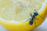 Watch This: 7 Ways to Banish Ants From Your Home