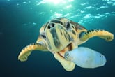 Sea turtle and plastic bottle
