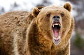 Tips for Surviving a Snarling Bear Market