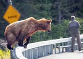 Brown bear stalking a tourist