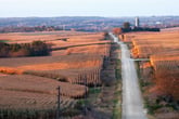 Rural road amid cornfields