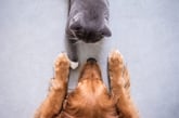 Cats Versus Dogs: Which Are Cheaper?