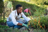 Woman tending to peppers in a vegetable garden