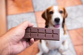 Dog with chocolate