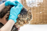 Siberian Forest Cat getting a checkup at the vet