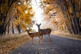 Two deer on the road