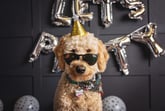 Goldendoodle dog wearing sunglasses and a party hat ready to celebrate being the best dog ever yes he is