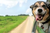 Minimize the Risks of Driving With Your Pet