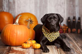 7 Expert Tips to Keep Pets Safe and Happy During Halloween