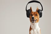 The 2 Types of Music That Most Improve Dog Behavior