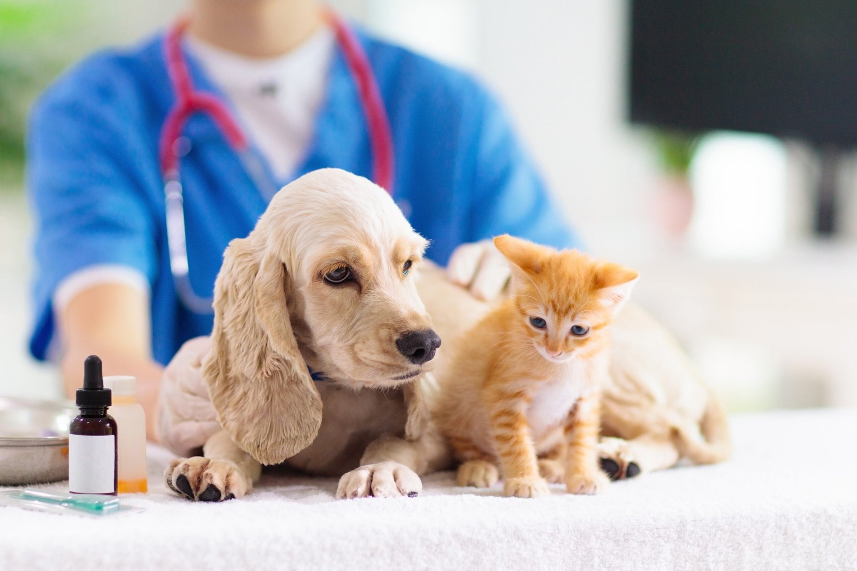 9 Ways to Get Affordable Vet Care - Vet Clinics Near You