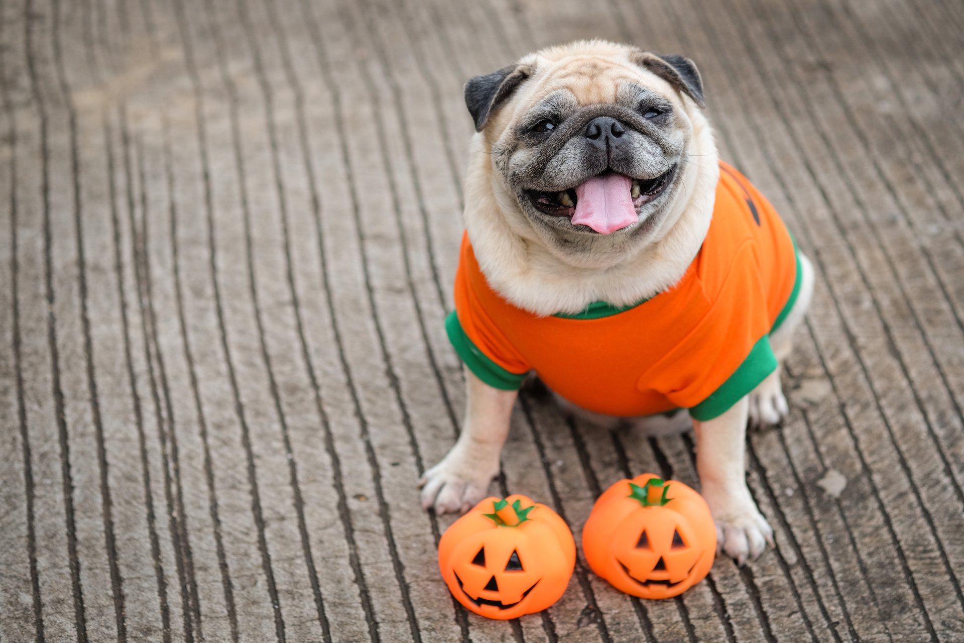 Pug is a pumpkin Halloween costume