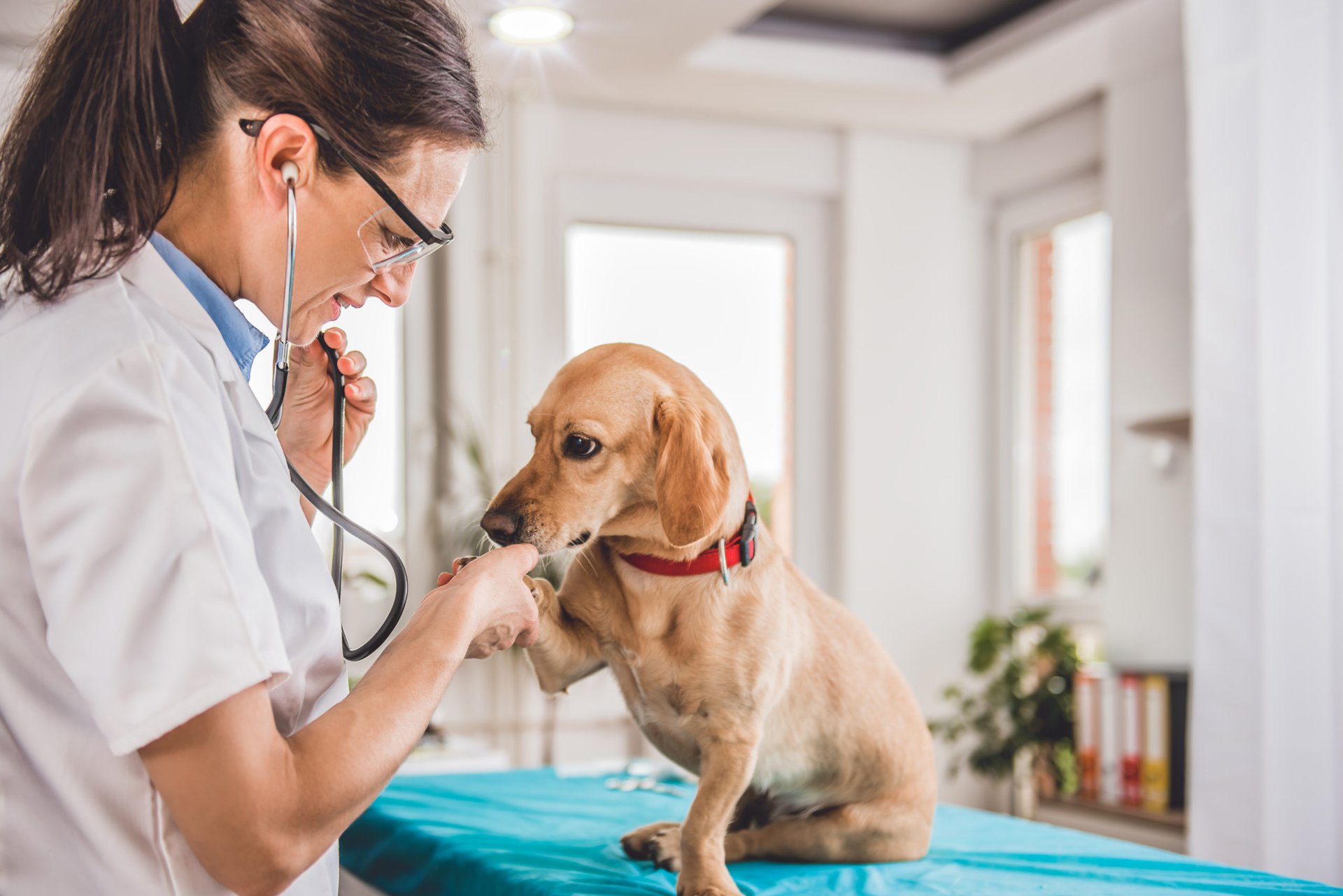 9 Ways to Get Affordable Vet Care - Vet Clinics Near You