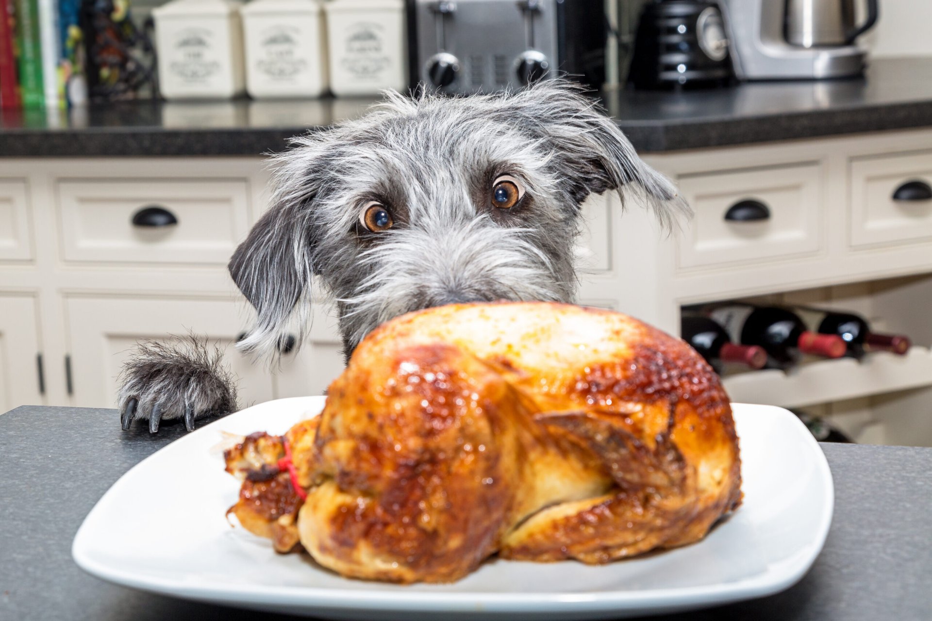 Hungry dog eyeing a Thanksgiving turkey