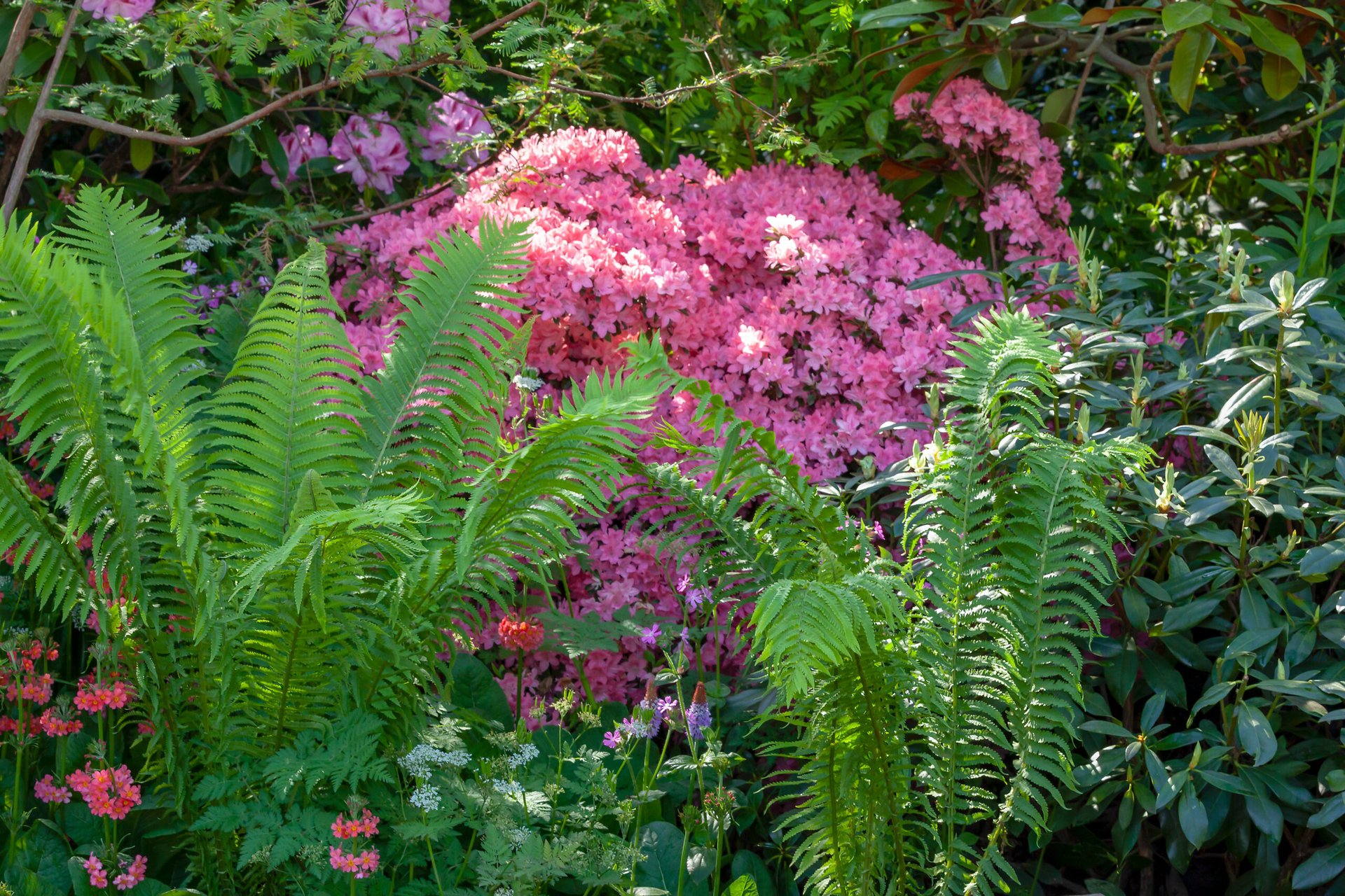 How to Create a Shade Garden in 7 Steps