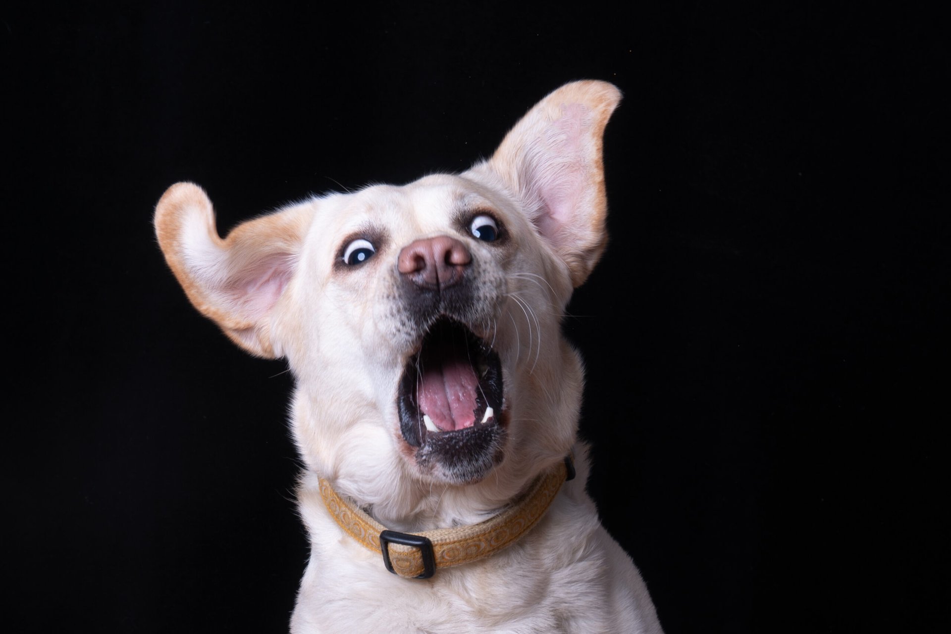 Startled or surprised dog