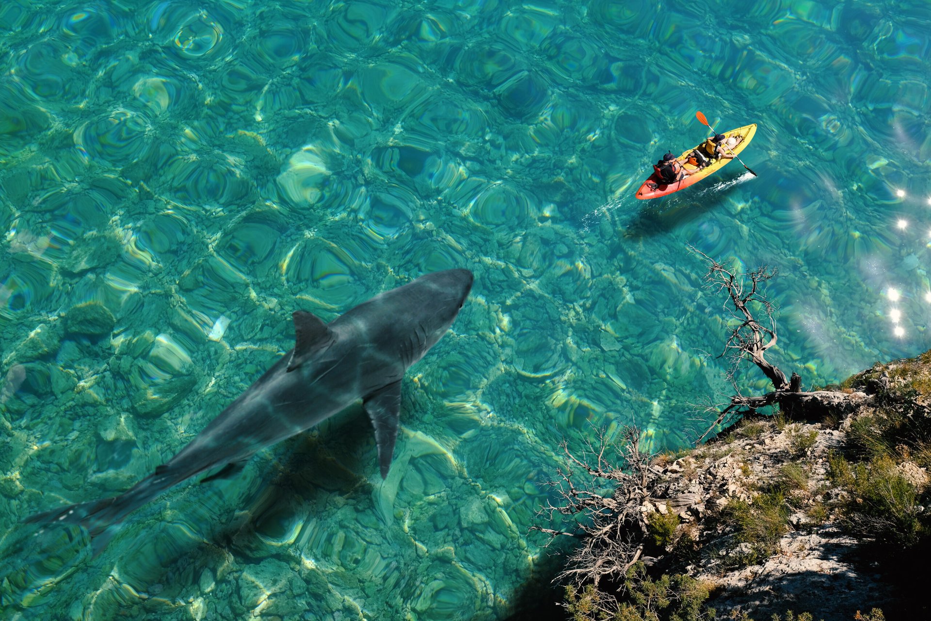 Great white shark chasing tourists in a kayak.