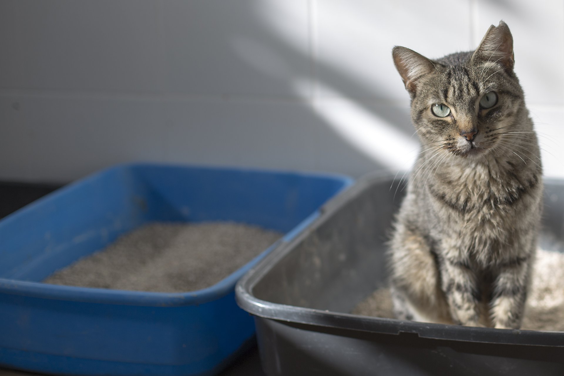 Brilliant Home Hack Use Kitty Litter to Clean the Trash Can