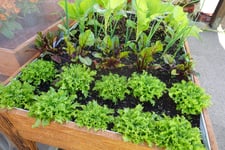 Raised garden bed table with lettuces
