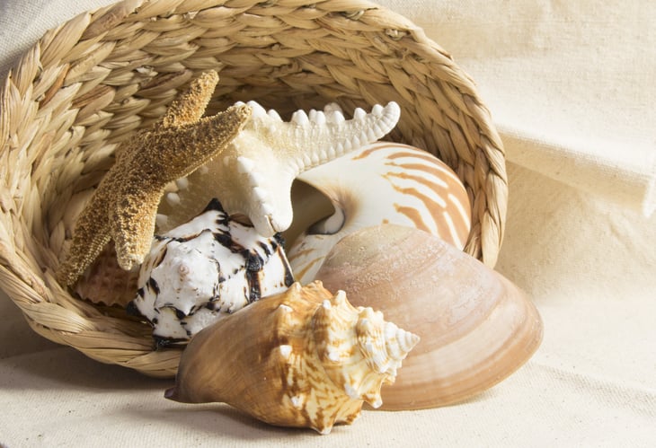 Sea shell display