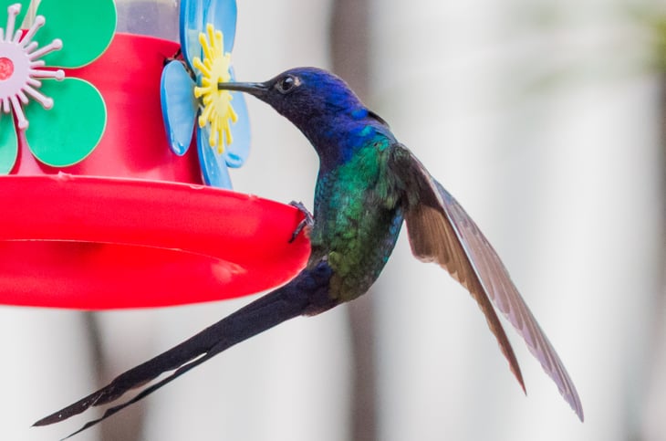 Hummingbird feeder