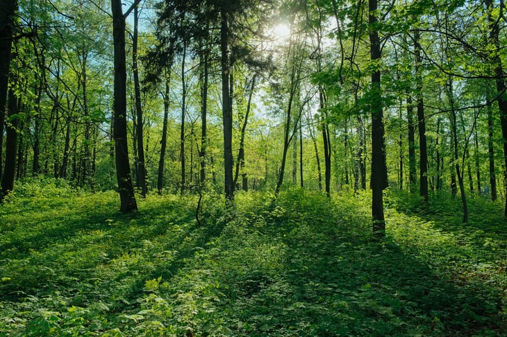 The sun shines through a green wooded area
