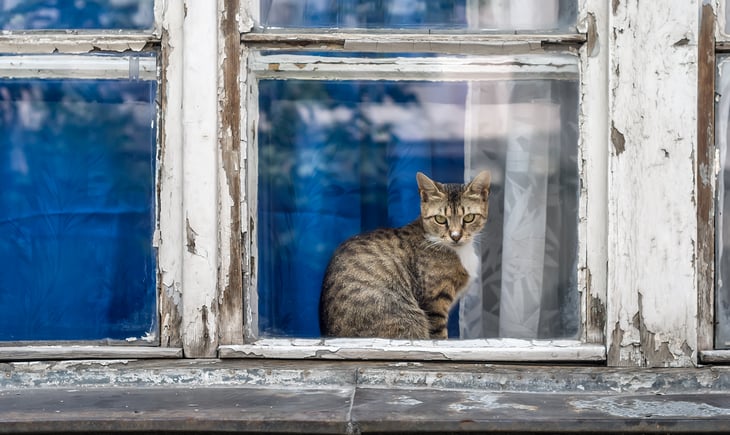 Cat in window with peeling paint.