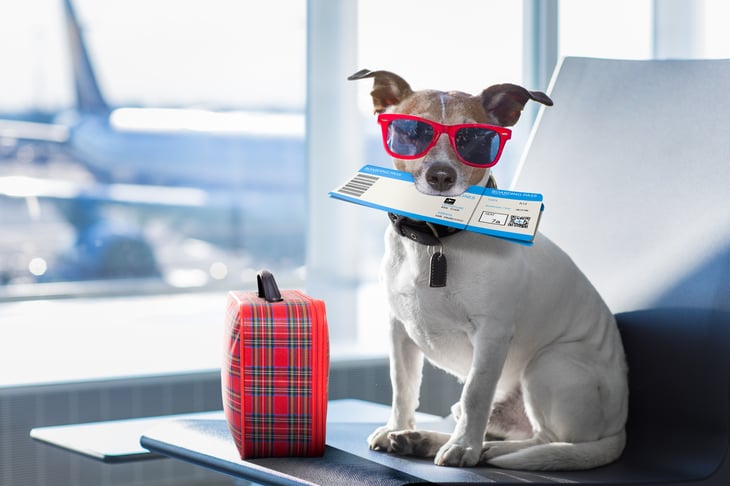 Dog at airport, with sunglasses and ticket.
