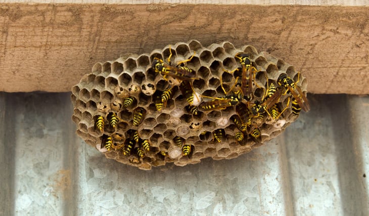 Wasp nest