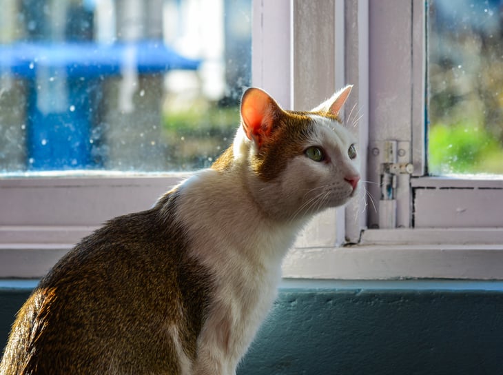 Cat at window