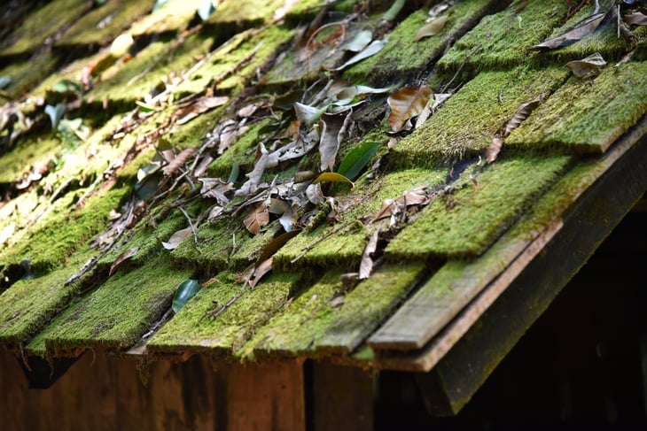 Roof with moss