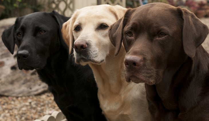 Black, white and chocolate labradors in a line.