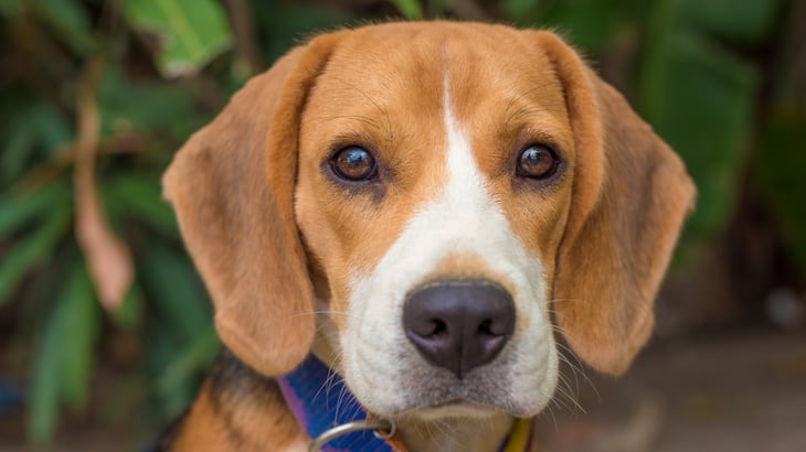 Beagle dog