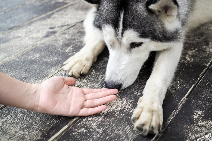 Siberian husky dog