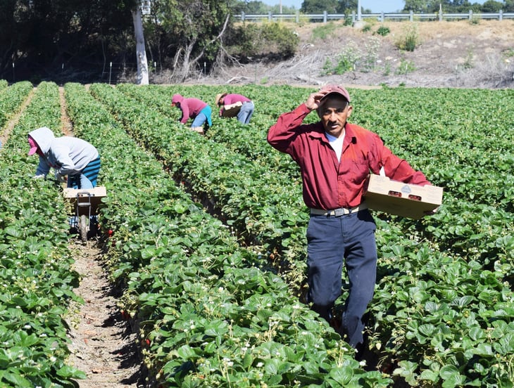 Man in Field