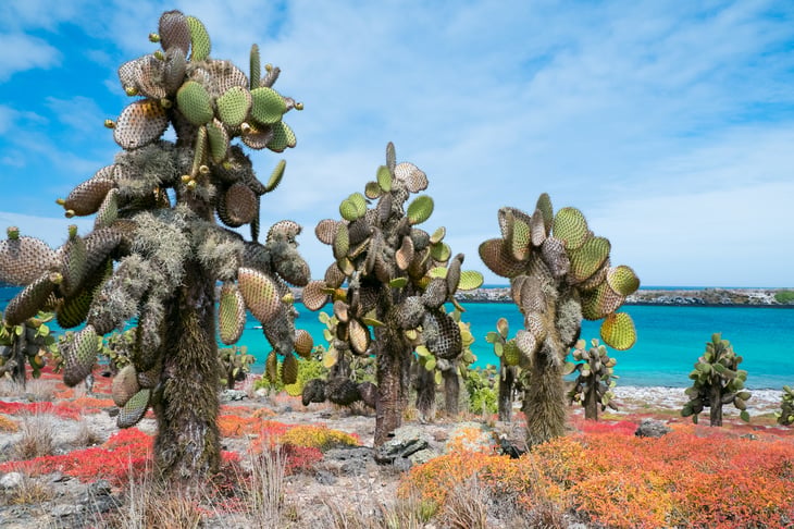 The beautiful and biologically diverse landscape of Galapagos South Plaza island.