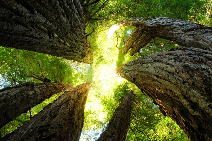 View of giant redwoods from below, sun shining through