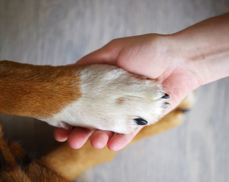 Dog paw and human hand