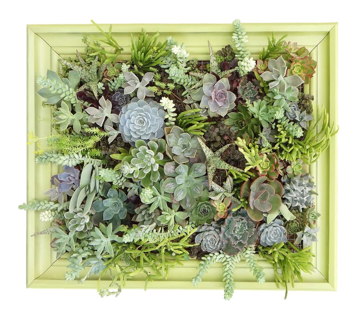 Live succulent plants in frame