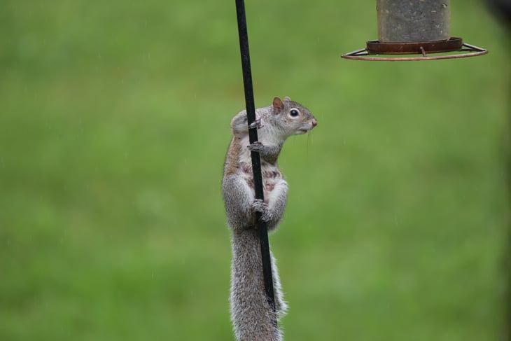 Squirrel on bird feeder
