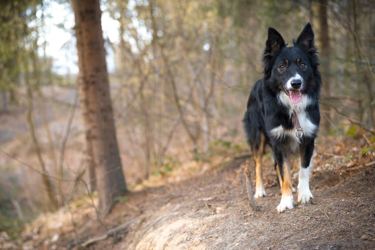 Border collie