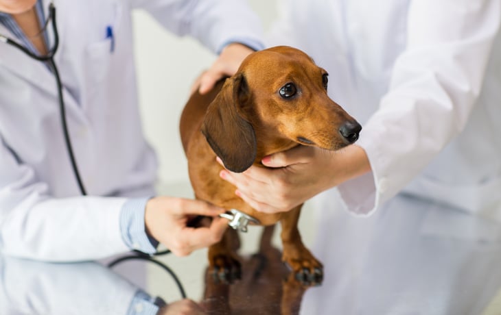 Veterinarian checking small dog.
