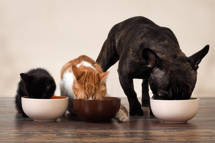 Two cats and a dog eating side by side.