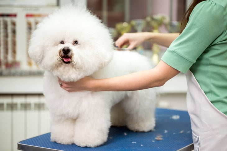 Fluffy white dog being groomed on table.