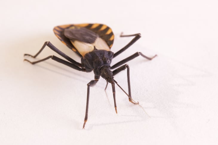 A triatomine bug, also known as the kissing bug, can transmit the parasite Trypanosoma cruzi to humans. The parasite causes Chagas disease, also known as American trypanosomiasis.