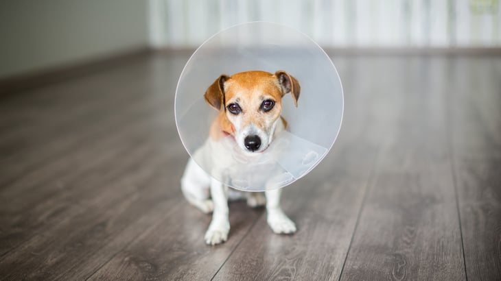 Small dog with plastic vet collar-cone.