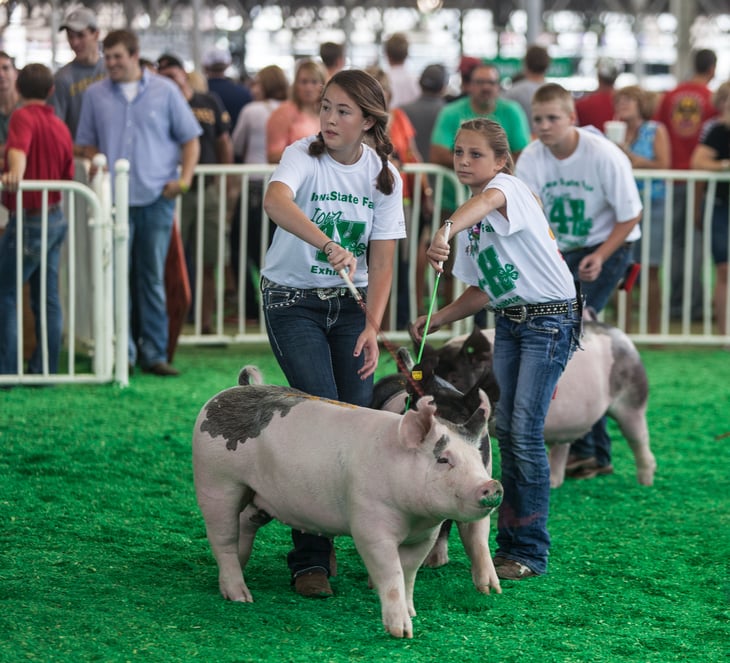 These kids are learning what it takes to work with farm animals in 4-H.