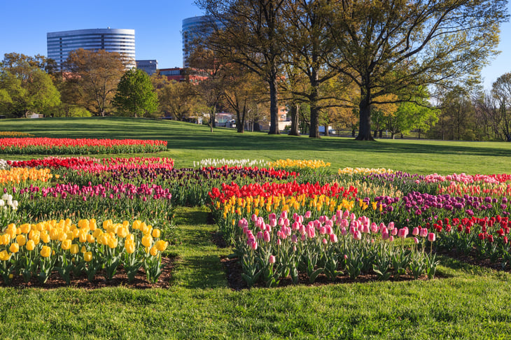 Flowers in a park