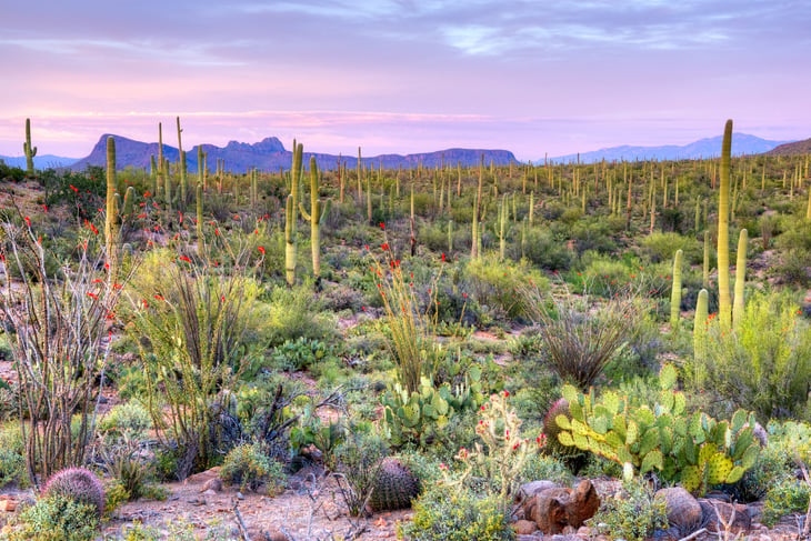 Saguaro National Park in Arizona