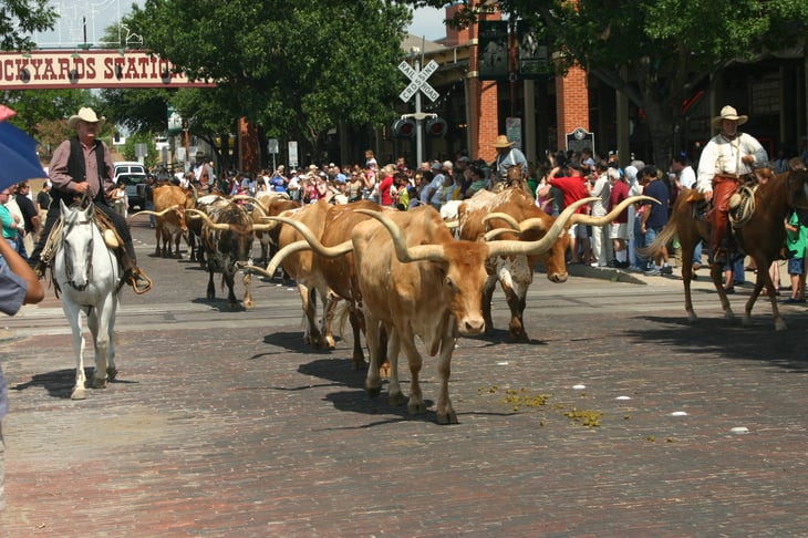 Longhorns on parade in Dallas-Fort Worth